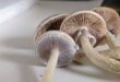 How Long Do Shroom Trips Last? A Comprehensive Guide to Duration and Effects